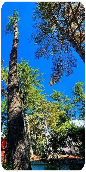 Tala y Poda de árboles en Madrid