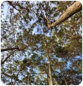 Empresas de arboricultura - Poda y tala de árboles